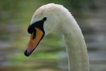 Obraz premium Cisne blanco bonito en un lago comiendo y nadando.