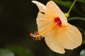 orange Blüte des Hibiskus