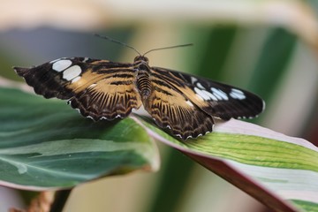 Segelfalter sitzt auf einem Blatt