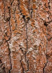 red brown bark of a tree trunk background pattern design wooden