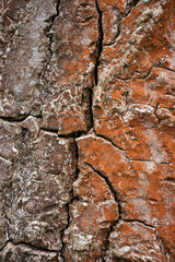 red brown bark of a tree trunk background pattern design wooden