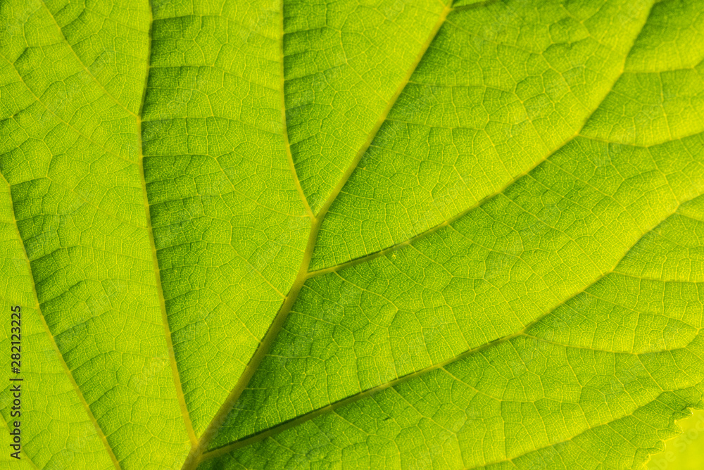 Poster background with leaf. macro pattern of green
