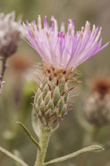 Centaurea hyssopifolia is a small thistle of the Compositae family of beautiful purple pink endemic to the plaster floors