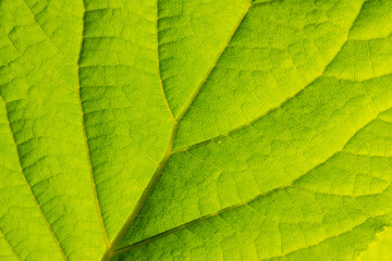 Fototapeta na wymiar Background with leaf. Macro pattern of green