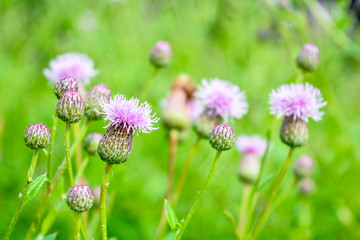 Wild flower Thistle or Marianum or Burdock - herbal plant used in medicine