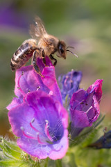 Bee and flower