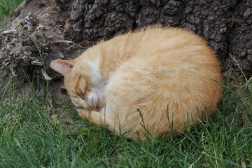 cat lying on the grass