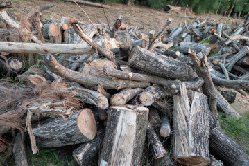 pile of logs in the forest