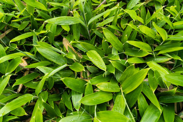 green plants, textures from the garden