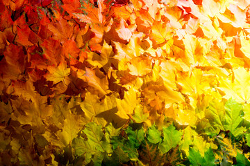 Red and orange autumn leaves background. Outdoor. Colorful backround image of fallen autumn leaves