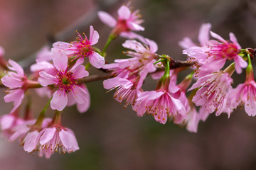 Cherry Blossom - Sakura flower - Japanese cherry, Prunus serrulata
