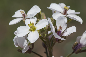 Beautiful white flower erucoid diplomacy belonging to the Cruciferae family