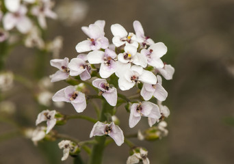 Beautiful white flower erucoid diplomacy belonging to the Cruciferae family