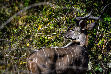 Ansichten eines Kudus