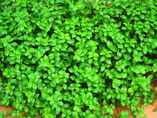 Fototapeta premium background of green leaves