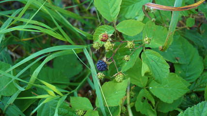 Alone ripe fruit of blackberry with leaves in the background