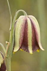 Fritillaria hispanica Snakehead Fritillary Checked lily beautiful bell-shaped flower with purple and green tones
