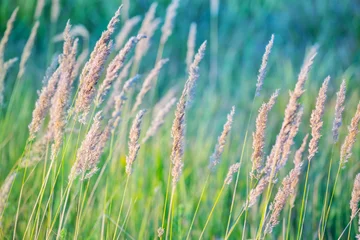 Foto op Plexiglas closeup grass in the summer prairie © Yuriy Kulik