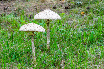 Macrolepiota procera, the parasol mushroom with a large, prominent fruiting body