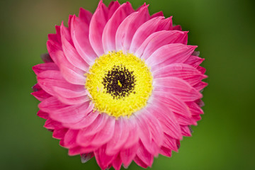 symmetrische Blume