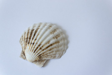 sea tropical shell isolated on white background