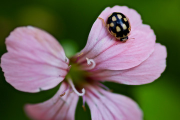 kleine Marienkäfer