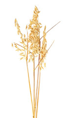 Oat spike or ears isolated on a white background, close-up.