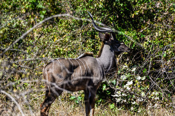 Ansichten eines Kudus