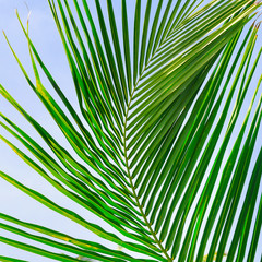 Background of palm leaves and sky.