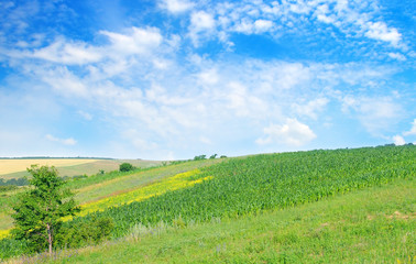 Fototapeta na wymiar Green field and blue sky. Agricultural landscape.