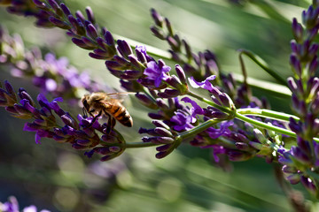 Lavendel mit Honigbiene