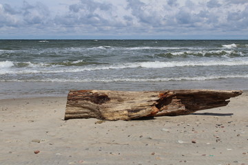 driftwood on the beach