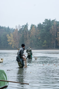 Fishermen trawling the nets in during carp harvest