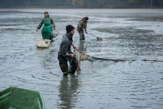 Karpfenfischer ernten den Karpfen und holen das Fischnetz ein 