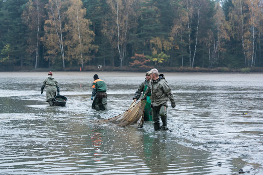 Karpfenfischer ernten den Karpfen und holen das Fischnetz ein 