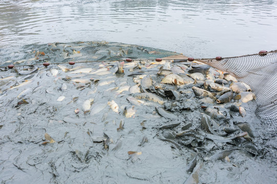Karp being fished out of a fishpond during harvest season