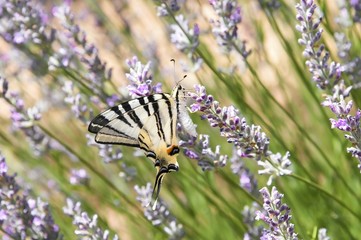 butterfly on flower lavander Purple flowers lavander field nature 