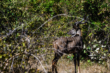 Ansichten eines Kudus
