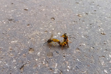 Mating wasps. Reproduction of insects