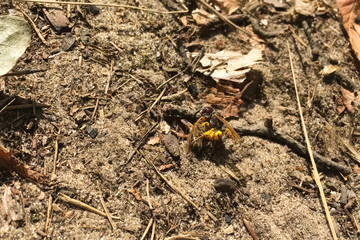 predatory single wasp attacked a bee. wasp predator