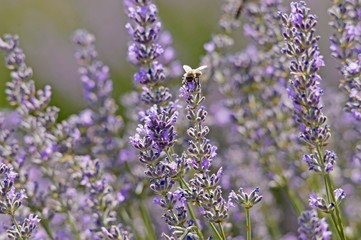 purple flowers in the garden