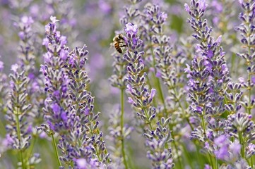 field of lavender flowers