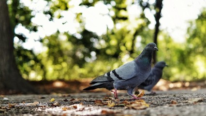 pigeon on tree