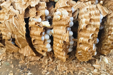 ravaged nest of hornets, honeycombs and larvae of hornets wasps.