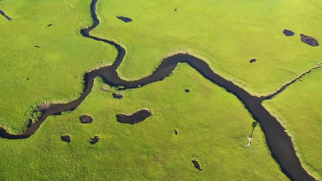 Narrow channels run through a healthy salt marsh on Cape Cod, Massachusetts. This type of marine habitat serves as a nursery for fish and invertebrates and a feeding ground for many species of bird.