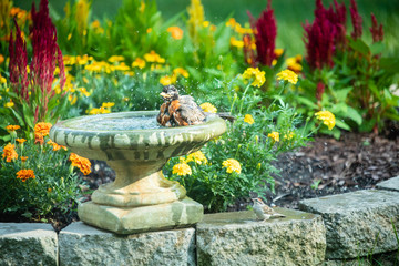 Robin enjoying a bird bath on a hot day - 282126209