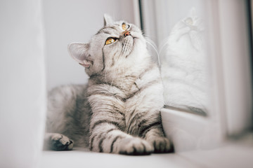 A Scottish or British cat with a marbled black and white color is resting on a white windowsill on a bright sunny day.