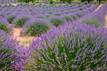 Plakat lavender field in provence france