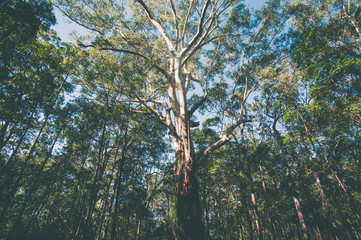 Eucalyptus tree