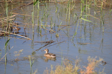 The beautiful bird northern shoveler (Spatula clypeata) in the natural environment
